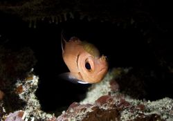 Black Bar Soldierfish w/3 isopod parasites, Black Rock, G... by Michael Foulds 